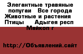 Элегантные травяные попугаи - Все города Животные и растения » Птицы   . Адыгея респ.,Майкоп г.